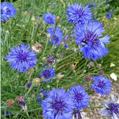Harnessing the Energy of Cornflower Blue Magic for Superior Fast Tempered Steel